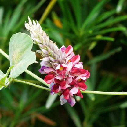 葛花・ウコン・すっぽん配合の「肝臓ケアサプリ」｜葛花