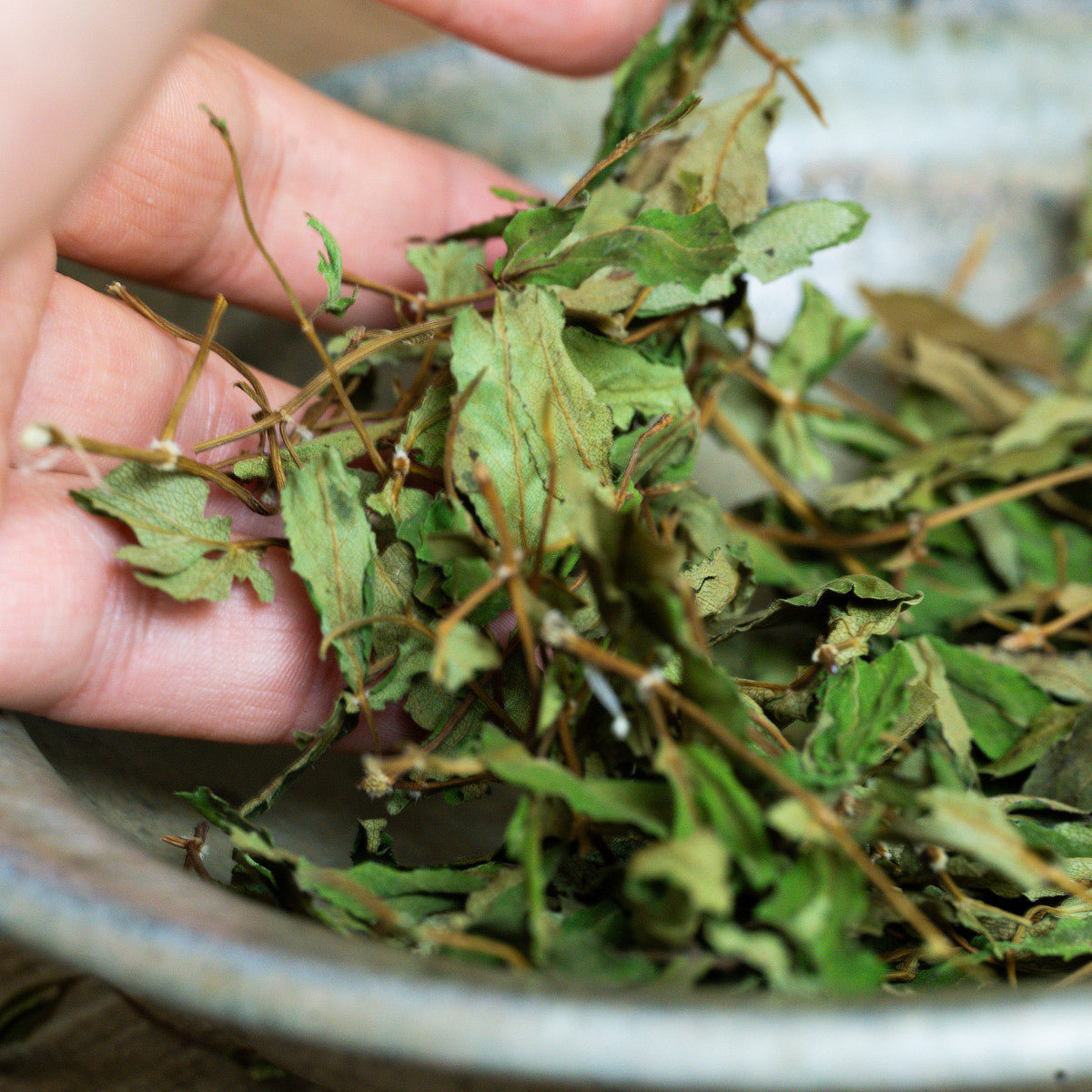 農薬不使用・ノンカフェイン健康茶「日本山人参茶」｜JIN