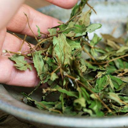 農薬不使用・ノンカフェイン健康茶「日本山人参茶」｜JIN